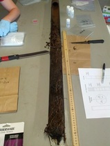 soil core after it was extracted from the marsh