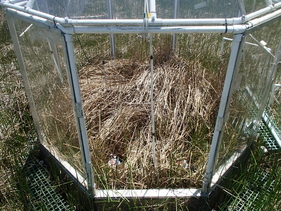 CO2 enrichment chamber in the marsh