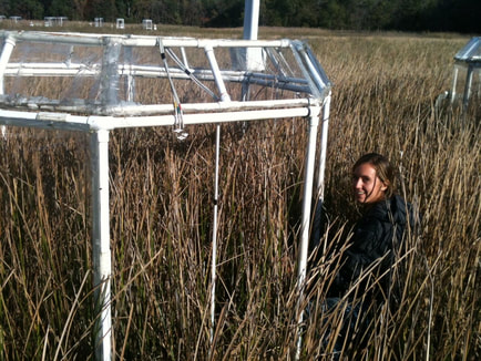 working next to one of the CO2 enrichment chambers in the marsh